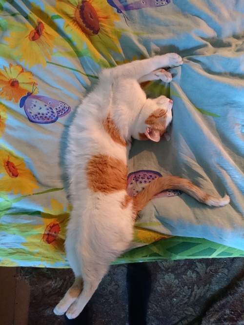 Котовторник 29.08.2017