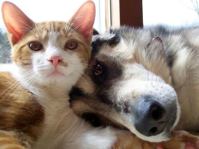 Коты и Кошки