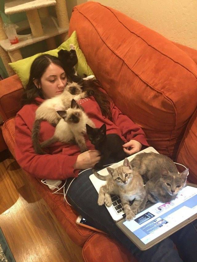 Коты и Кошки