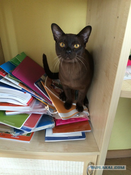 Котовторник!