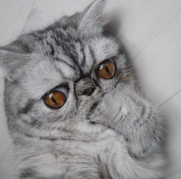 Кот без прикрас