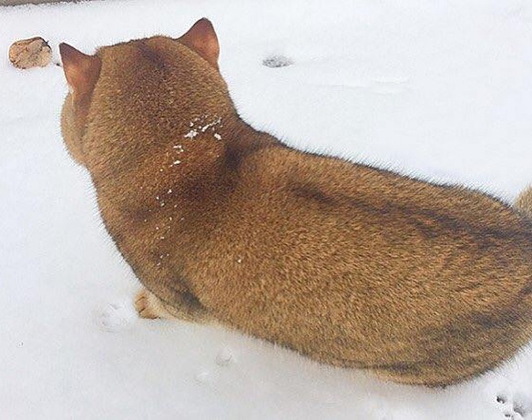 Прикольных котов пост