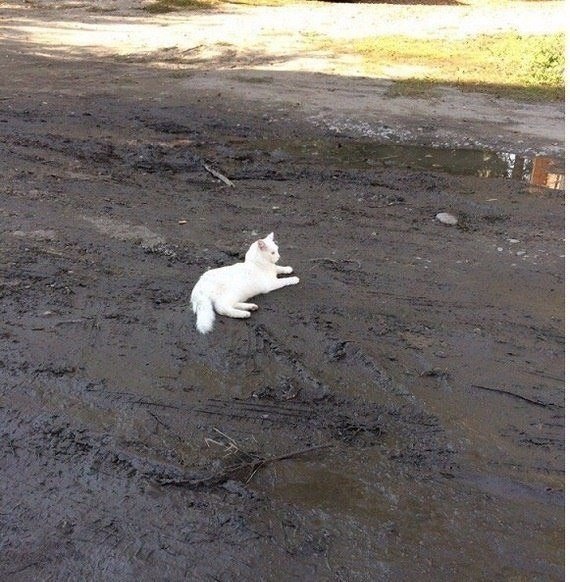 Прикольных котов пост
