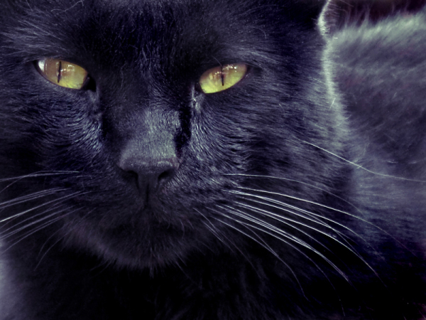Пятница 13е с чёрными кошками... (42 фото)