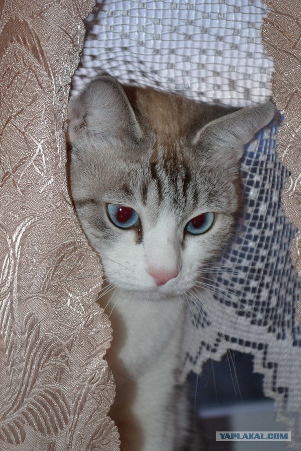 Котовторник - С праздником, котоводы!