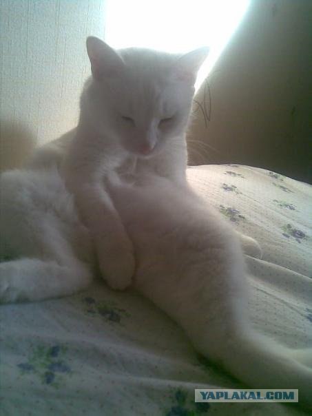 It's Catursday Fever! (Котовторник)