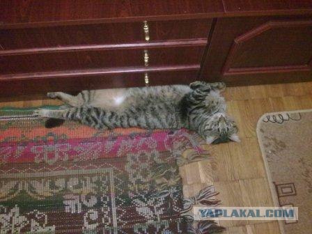 Супер-котофото на котовторник