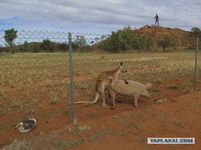 Немного веселых картинок из этих наших интернетов