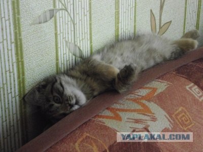 Котовторник! 08.11.11