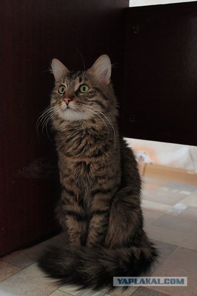 Котовторник  12. 06. 2012