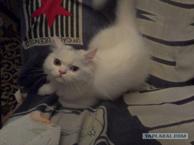 Котовторник 11.09.2012