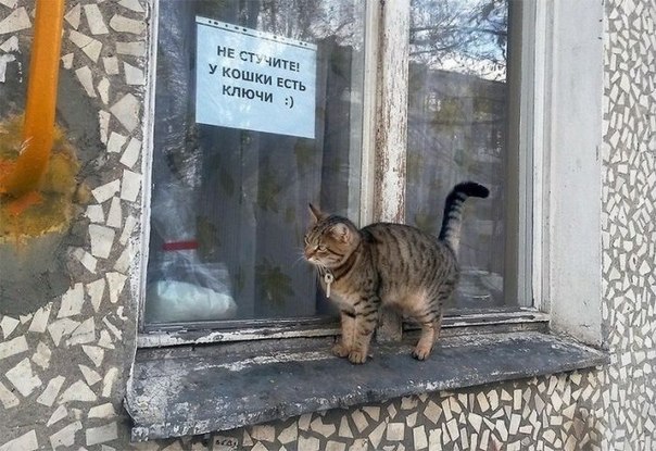 Забавные фото котеек