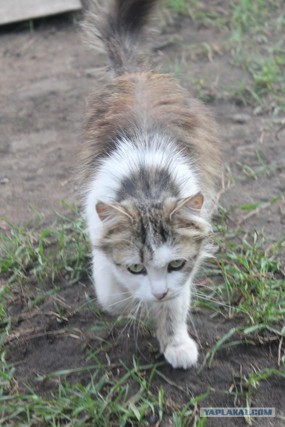Жизнь домашнего приюта "Котоленд" 235