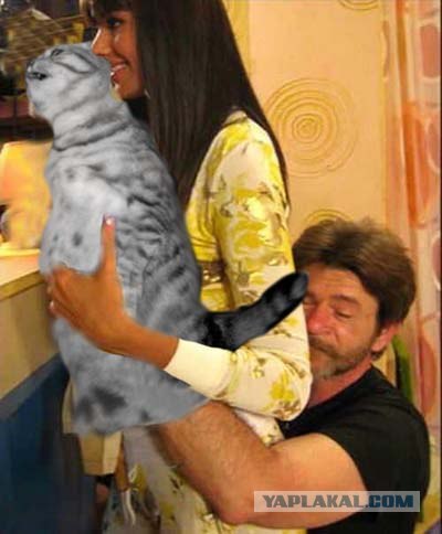Кормим кота с рук