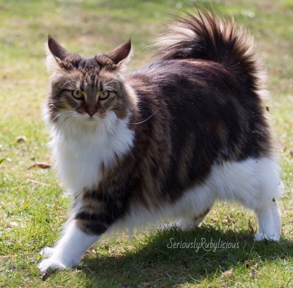Чуток картинок не про вирус  18.0.  Животные