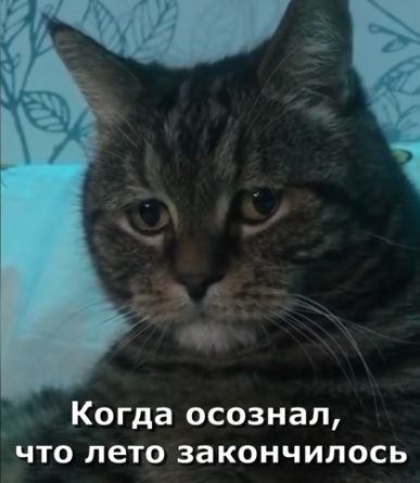 Так себе картинки 02.09.21