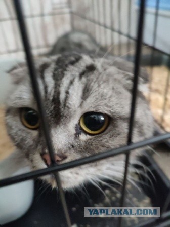 Мариупольские котики экстренно ищут дом