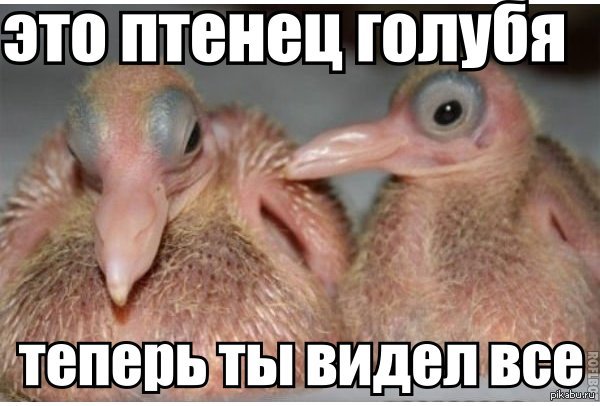 Из птенца в птицу за 41 день