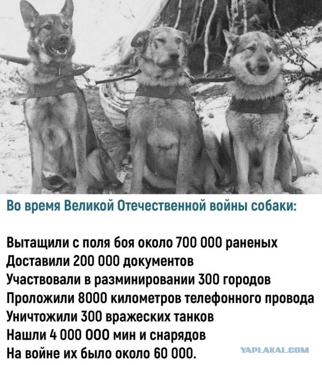 Собаки из истории в картинках