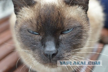 Котовторник 21.05.2013