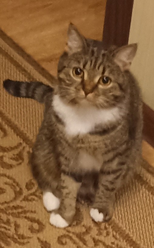 Котэ
