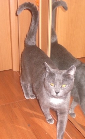 Котовторник 25.06.2013