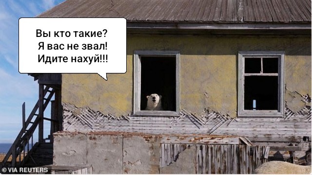 Белые мишки тоже эволюционируют