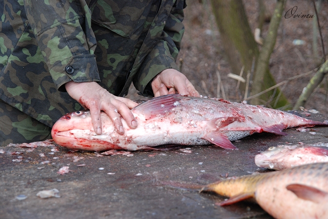 Рыбацкая юшка