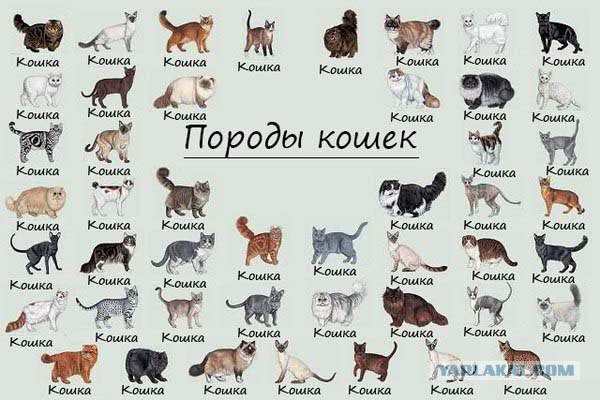 Породы кошек. Часть 1