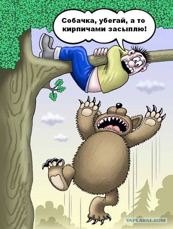 Приколы про мишу в картинках