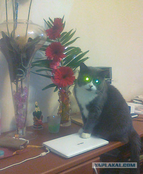 С Котовторником!