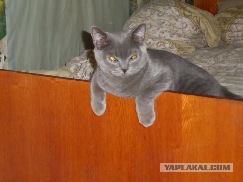 Котовторник 19.08.2014