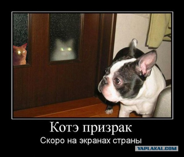 Фотожаба: Злой Кот
