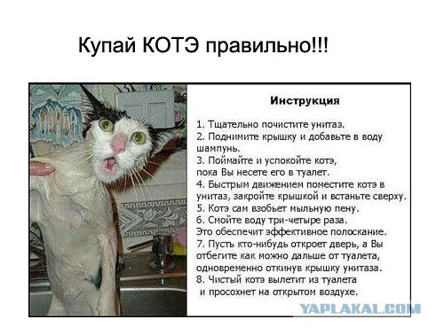Инструкция: как правильно купать кота