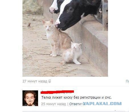 Забавные картинки из Сети