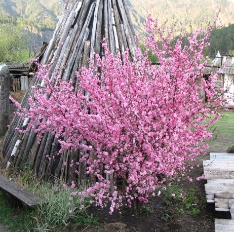 Чёрная петуния.