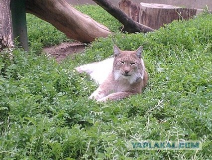 Чучело лисы