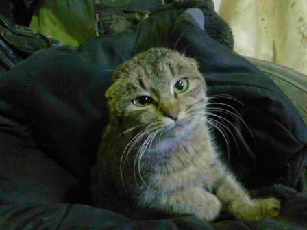 Котовторник 7.07.2015
