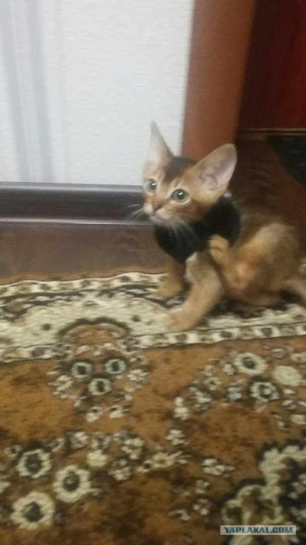 Котовторник 03.11.2015