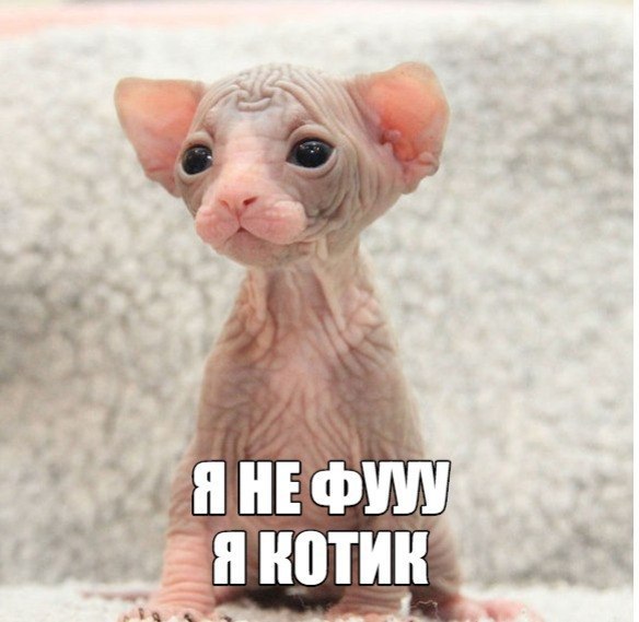 Котовторник 02.02.2016