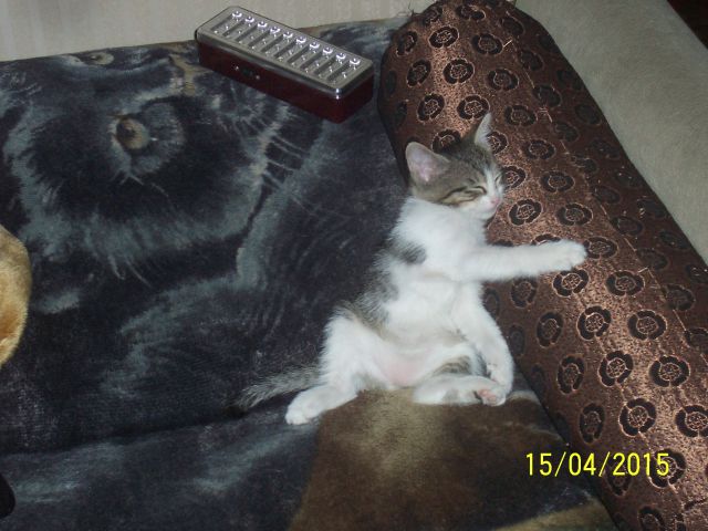 Котовторник  01.03.2016