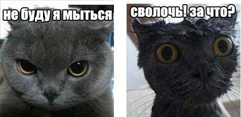 Для веселья пост