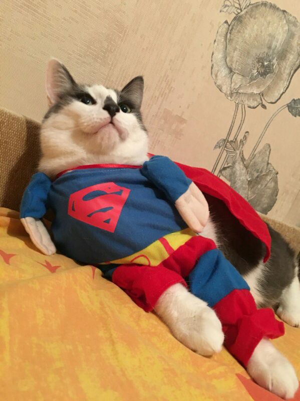 КотоВторник 26.04.2016