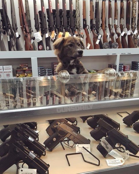 Мохнатые беспредельщики