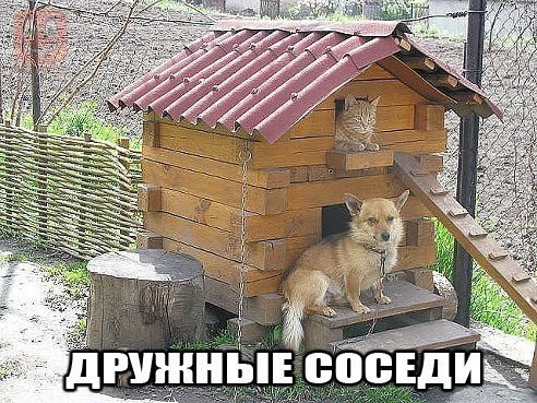 Мохнатые беспредельщики