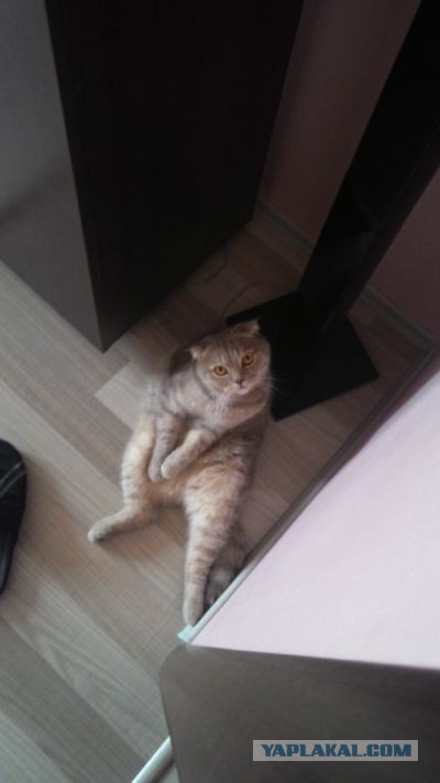 Котовтоник 29.11.2016.