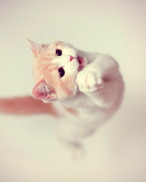 Коты из сети