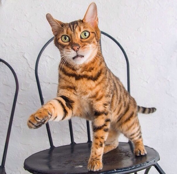 Коты из сети