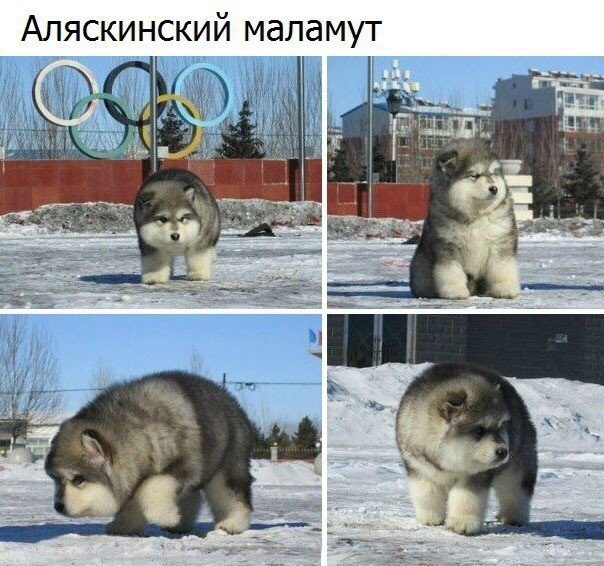 Самые смешные животные