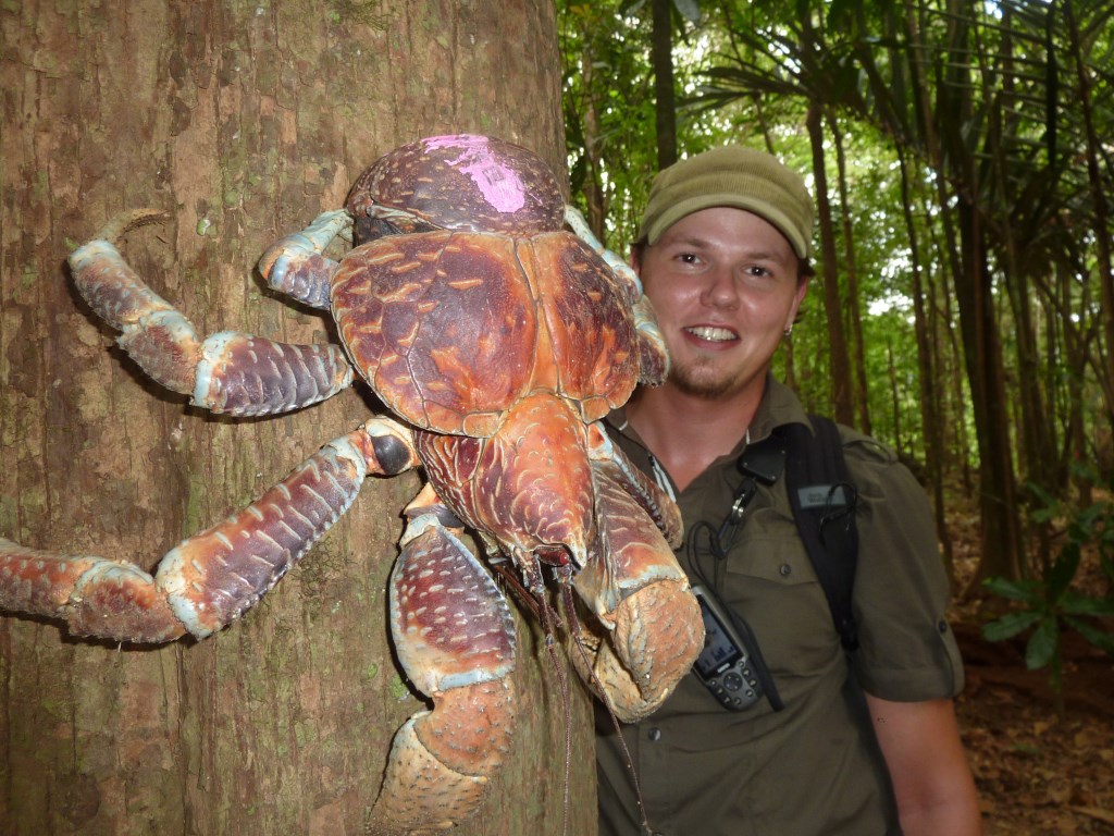 Coconut Crabs, Christmas Island загрузить